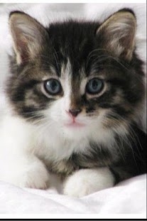 Free Download Cats APK for PC