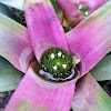 Bromeliad