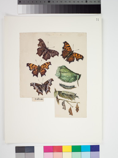 Eastern comma, Polygonia comma, Plate LXXI from The Butterflies of North America by Titian Ramsay Peale