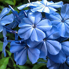 Plumbago