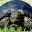 Florida Gopher Tortoises Download on Windows