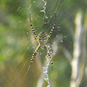 Banded garden spider
