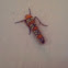 Alianthus webworm moth