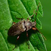 Comb-Clawed Beetle