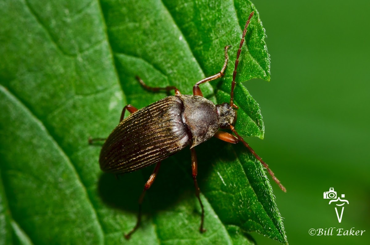 Comb-Clawed Beetle