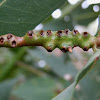 eucalyptus stem galls