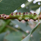 eucalyptus stem galls