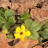 Dwarf cinquefoil