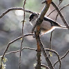 Long-tailed Tit, Mito