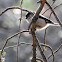 Long-tailed Tit, Mito