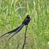 Red-collared Widowbird