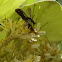wasp-mimic longicorn beetles - mating