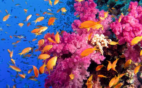 Fish Wallpaper Screenshots 6