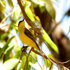 Yellow-bellied Sunbird (female)