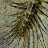 Long-legged Cave Centipede