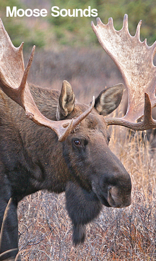 Moose Sounds