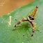 Scorpion Mimic Jumper(Female)
