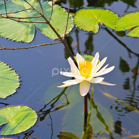 I am Alone by Lingaraja Sivanaiah - Flowers Single Flower