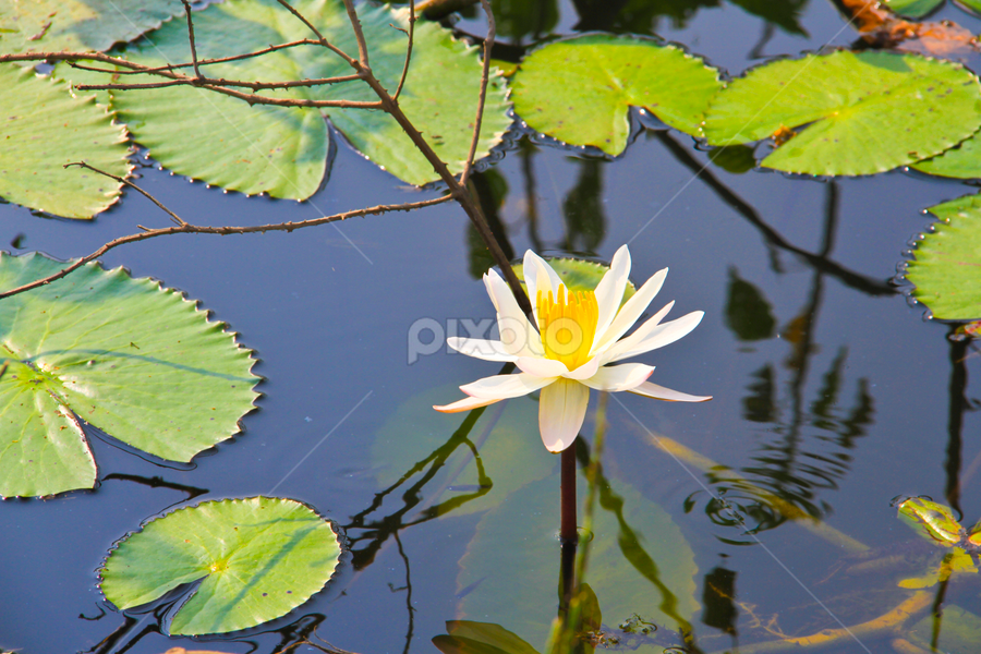 I am Alone by Lingaraja Sivanaiah - Flowers Single Flower