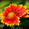 Firewheel, Indian blanket, Indian blanketflower, or sundance