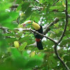 Rainbow billed toucan