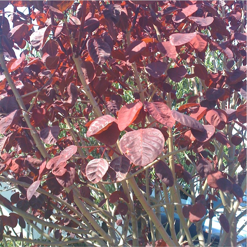 Dark red-leafed tree