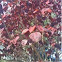 Dark red-leafed tree
