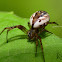 Tuftlegged Orb Weaver