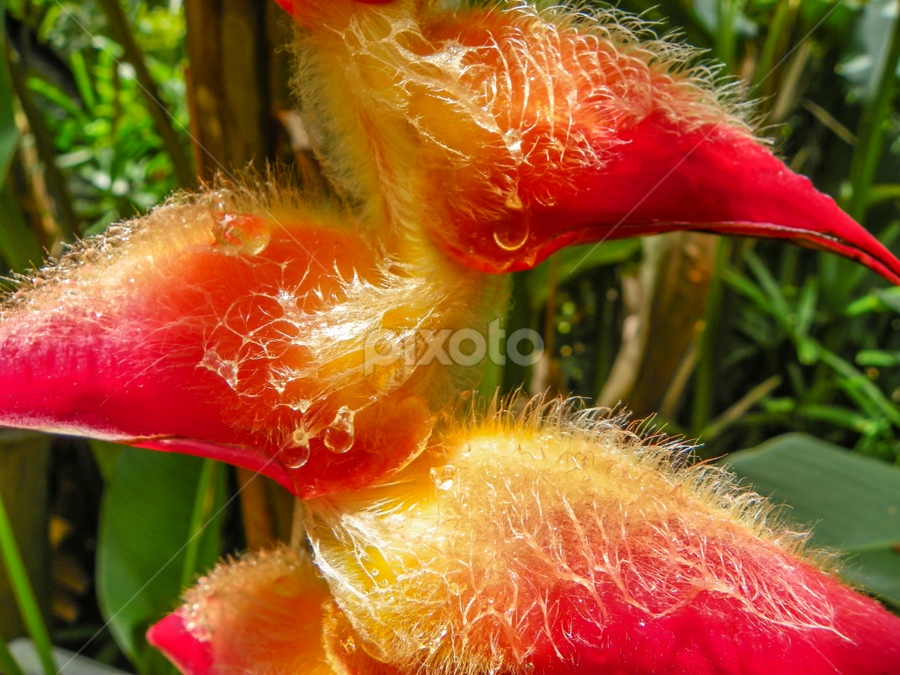 900px x 675px - tropical heliconia plant close up | Other plants | Nature Up Close | Pixoto