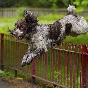 by James Blyth Currie - Animals - Dogs Running