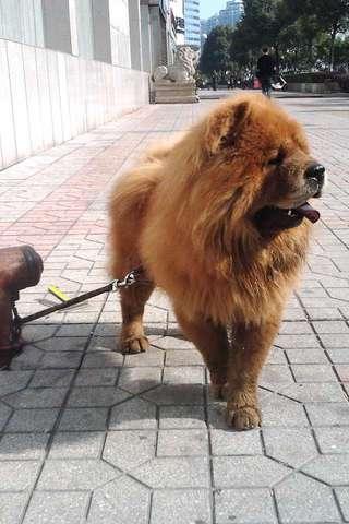 Chow Chow Puzzle