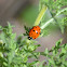 Convergent ladybird beetle