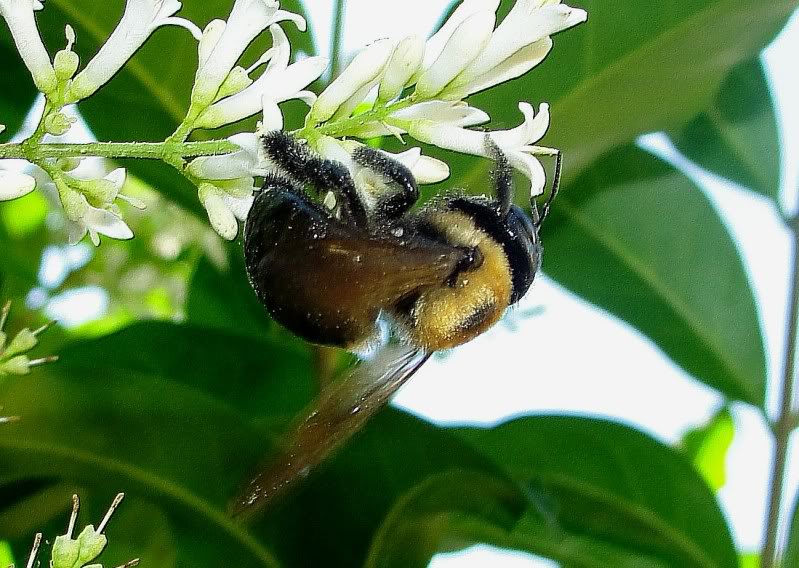 Eastern Carpenter bee