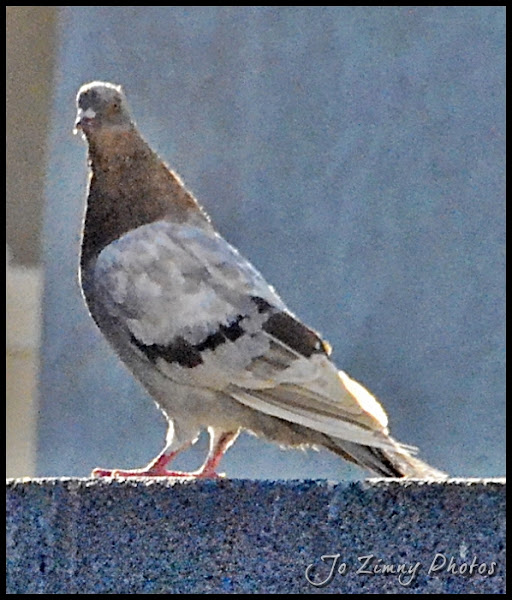 Brown and White Pigeon Project Noah