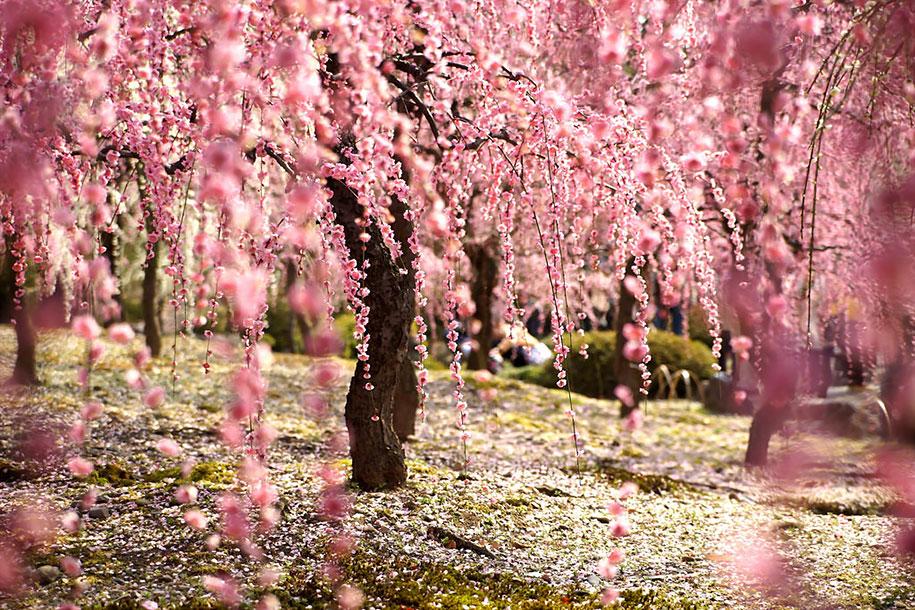 Cherry Blossom Wallpaper - Android Apps on Google Play