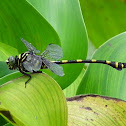 Common Flangetail