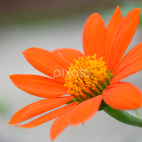 The Orange Flower by L 's - Flowers Single Flower
