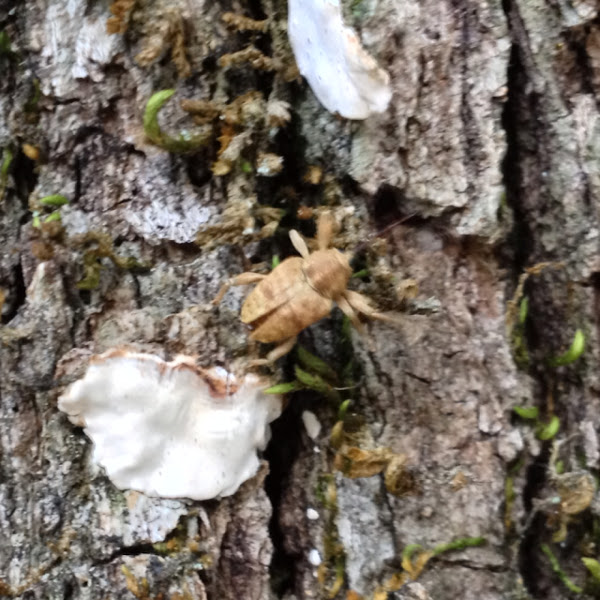 Large Chestnut Weevil | Project Noah