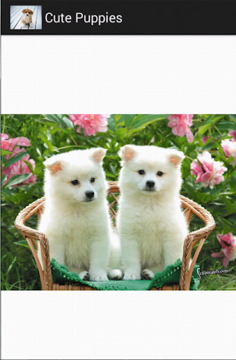 【免費娛樂App】cute puppies-APP點子