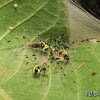 Theridiid Spider Nest