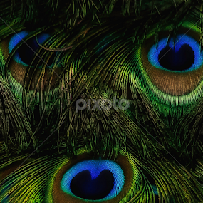 Feather Eyes by Nancy Merolle - Nature Up Close Other Natural Objects