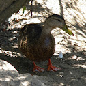 Female Mallard Duck