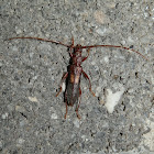 Longicorn (Longhorn) Beetle