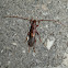 Longicorn (Longhorn) Beetle