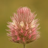 Trifolium arvense