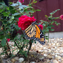 Monarch Butterfly