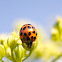 Multicolored Asian Lady Beetle/harlequin ladybird