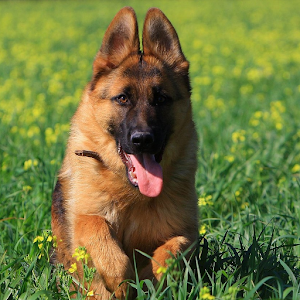 Best Dogs Wallpapers 1.0