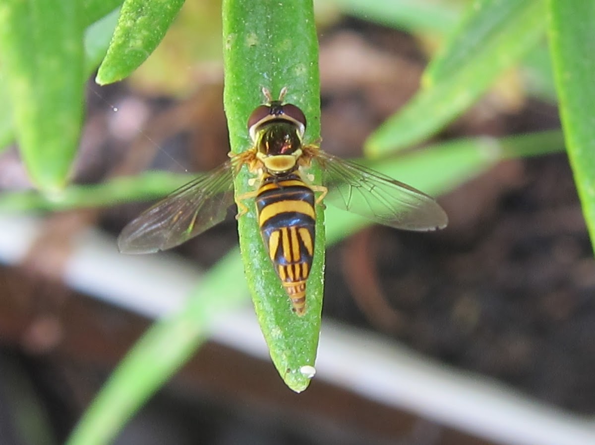 Common Oblique Hover Fly laying eggs