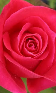 How to download 3D Love Rose Live Wallpaper 1.4 mod apk for android
